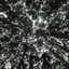 Forest cover