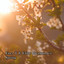 Spring cover