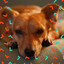 Music for Chill Puppies cover