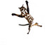 JUMP OUT