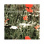 Mountain Peaks - Trevor Bastow