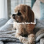 Dinner Tunes to Calm Dogs cover