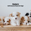 Nature: Soft Sound of Rain for Dogs cover