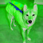 Dream-Like Background for Anxious Hound cover