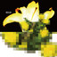 RHAN
