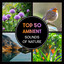 Top 50 Ambient Sounds of Nature – Relaxing Songs for Yoga & Meditation, Sound Therapy, Soothing Music for Sleep cover