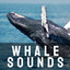 Whale Sounds cover