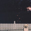 Dogs - Tory Silver