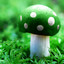 Magic Mushrooms artwork