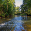 Nature Relaxation: Forest Singers by the River Vol. 1 cover