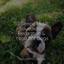 50 Sleepy Music Sounds for Relaxation & Yoga For Dogs cover