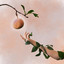 Garden of Eden cover