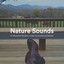 #01 Nature Sounds for Movement Practices, to Help You Unwind and Destress cover