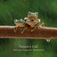 Nature's Call: Rain and Frogs for Meditation cover