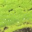 Lumino Pleco cover