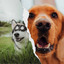 Guitar Pop - Background for Sweet Doggies cover