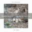 Weather Whispers Especially For Your Cats cover