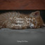 50 Timeless Songs for Ultimate Spa Healing For Cats cover