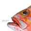 We Are Fish cover