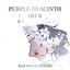 Purple Hyacinth: Requiem of Flowers II (Original Comic Soundtrack) cover