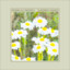 Dennis Ellsworth - Sundried Daisies