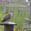Gentle Breezes: A Slumber Symphony of Rain and Bird Songs cover