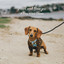 Paws and Breezes: A Dog Wind Chime cover