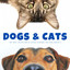 Dogs & Cats: The Best Selection Of River Streams For Dog Anxiety cover