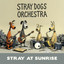 Stray at Sunrise