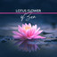 Lotus Flower of Zen: Asian Flutes and Peaceful Waterfall to Calm You Down cover