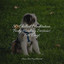 50 Chilled Meditation Body Healing Sessions For Dogs cover