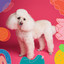 Guitar Chill Out - Background for Happy Puppies cover