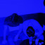Groupe Surdose - Alternate Version