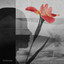 Polar Inc., Anna-Sophia Henry - Sympathy