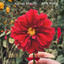 Pete Yorn - All The Beauty