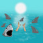 Sharks cover