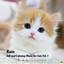Rain: Soft and Calming Music for Cats Vol. 1 cover