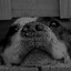 50 Hypnotic Binaural Tracks for Pure Mind Relaxation For Dogs cover