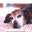 Music for Dogs (Big Band with Vibraphone) cover