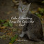 Calm & Soothing Songs For Cats | the Soul cover