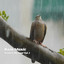 Rain Music: Waters My Soul Vol. 1 cover