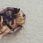 Binaural Beats to Calm Cats Vol. 1 cover