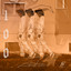 100 cover