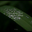 50 Calming Rain Loops for Ultimate Deep Sleep cover