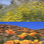 Catching Flies & Teed - Return To Ojai