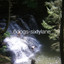 6dogs - sixtylane