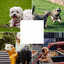 Trio Jazz - Bgm for Doggy Sleep Zone cover