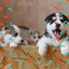 Music for Sleeping Pups (Vibraphone and Tenor Saxophone) cover