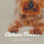 Día del Perro cover
