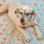 Vivacious Ambiance for Resting Doggies cover